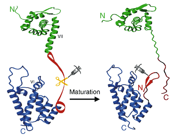 Graphical Abstract