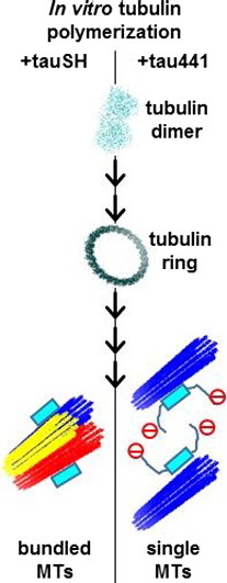 Graphical Abstract