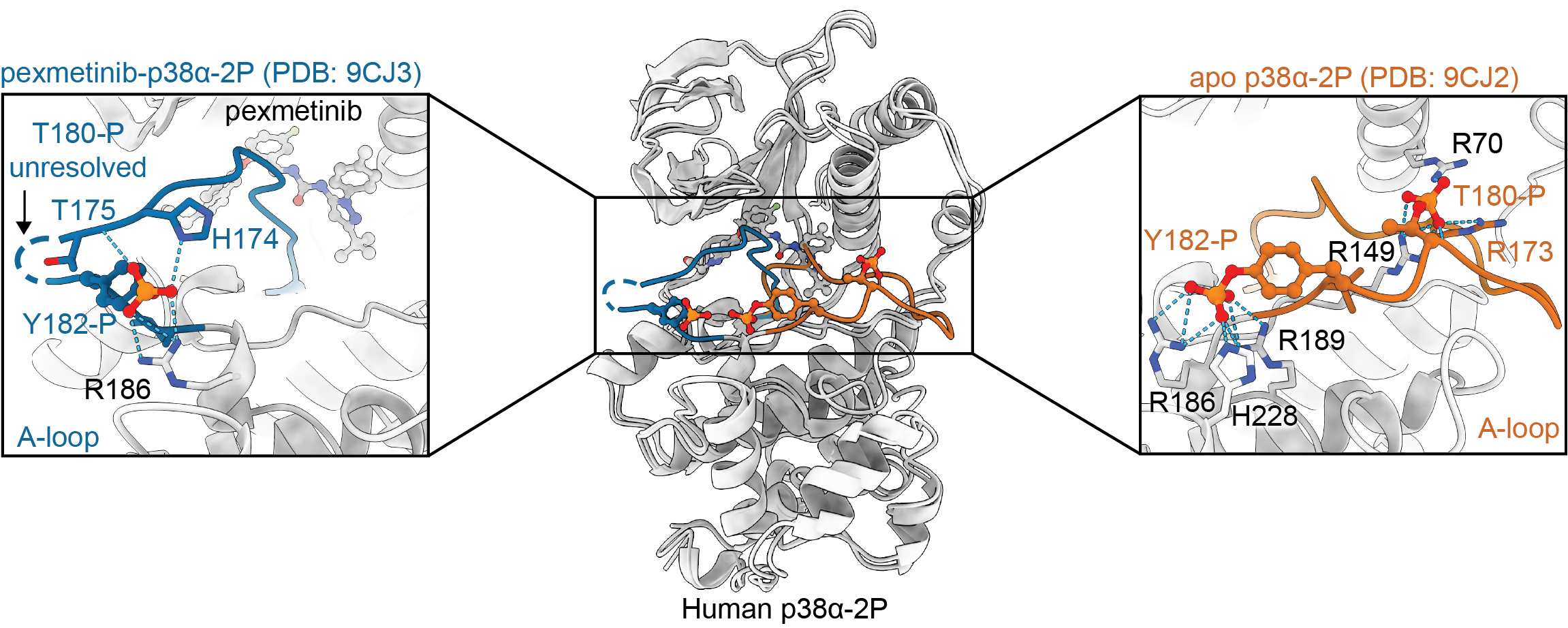 Graphical Abstract