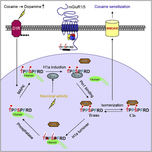 Graphical Abstract