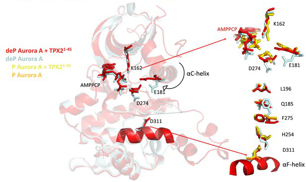 Graphical Abstract