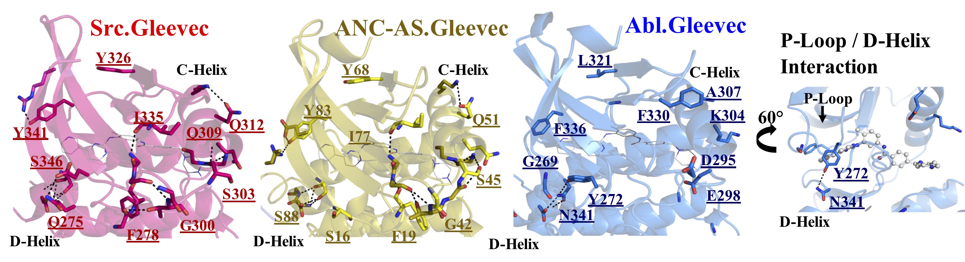 X-ray structures with Gleevec bound